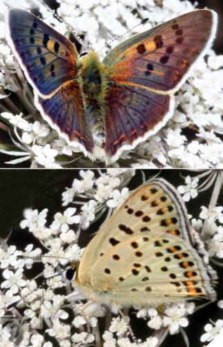 Réf. 327 823 : Lycaena tityrus